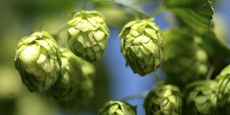 Free samples! These frozen whole cone hops from Michigan’s Blue Lake ...