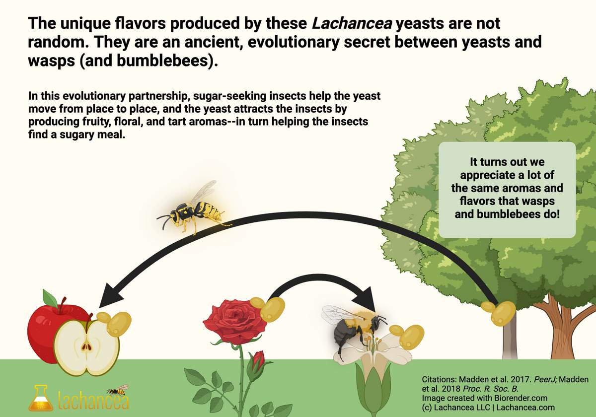 LACHANCEA_Infocard_Evolution