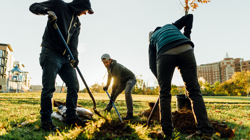 MadTree tree planting