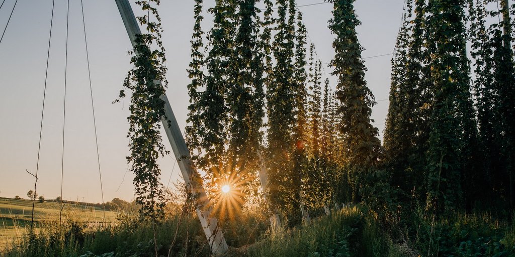 hop field