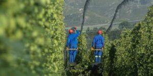 ZA Hops hop fields with men picking