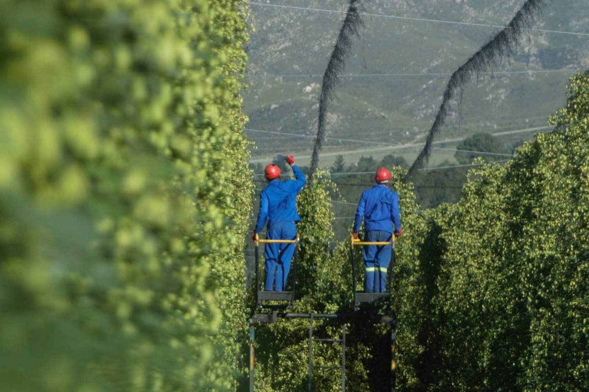 ZA Hops hop fields with men picking 